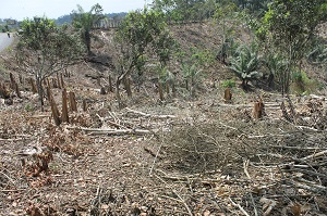 MAE iniciará proceso administrativo por deforestación de 17 hectáreas de  bosque primario en Manabí – Ministerio del Ambiente, Agua y Transición  Ecológica