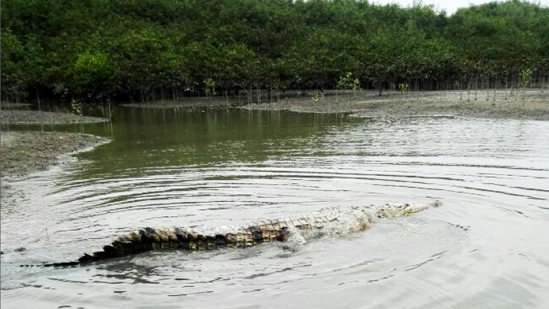 Cocodrilo capturado en la Isla Puná fue trasladado a la Reserva Ecológica  Manglares Churute – Ministerio del Ambiente, Agua y Transición Ecológica