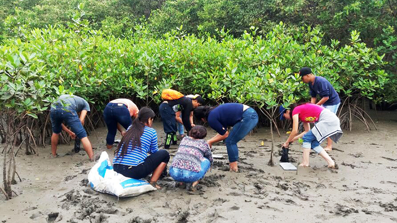 96 Voluntarios Participan En La Reforestación Del Manglar En El Oro