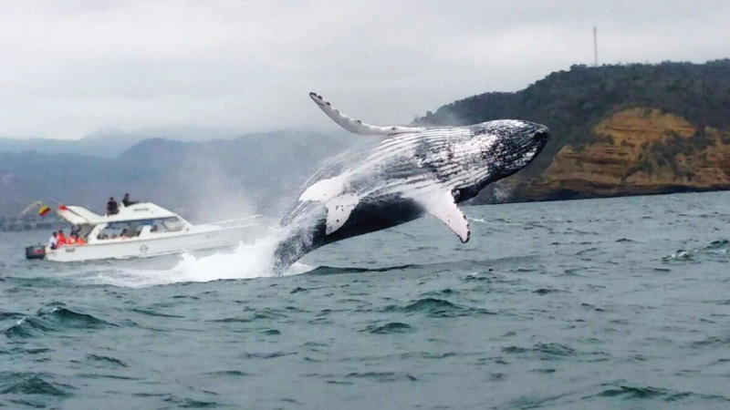 Inician Estrictos Controles Por Avistamiento De Ballenas Jorobadas