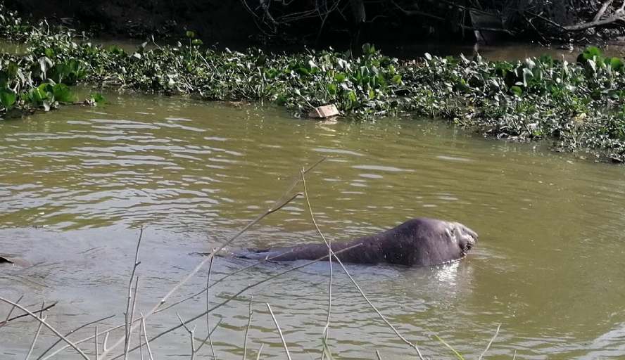 Personal Tecnico Monitorea A Un Elefante Marino Del Sur Varado En