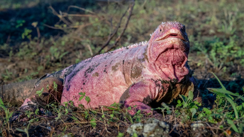 Iguana роза эквадор фото